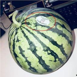 网红吃瓜骗局,揭秘网络红人背后的真相