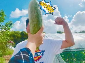 网红们的吃瓜视频从哪找,热门话题背后的真相