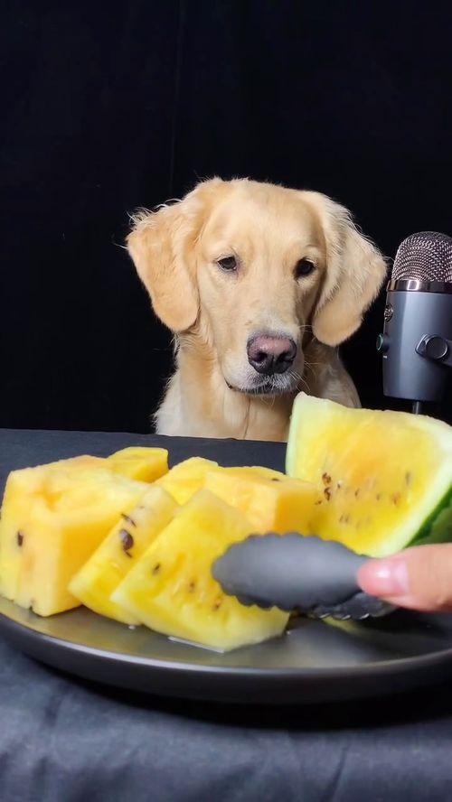 网传黄毛吃瓜,网络热议背后的真相与反思